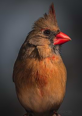 Female Cardinal Portrait
