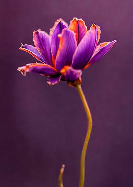 Purple saffron