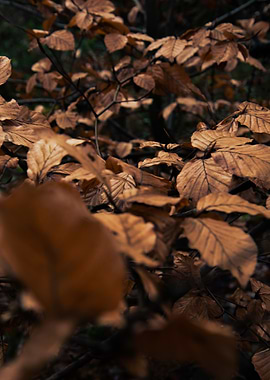 Autumn Leaves Close-Up