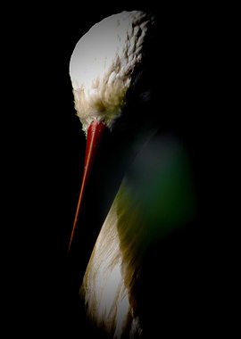 White Stork Portrait