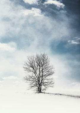 Lone Tree in Winter