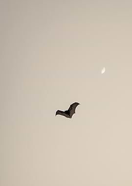 Bat Flying Under the Moon
