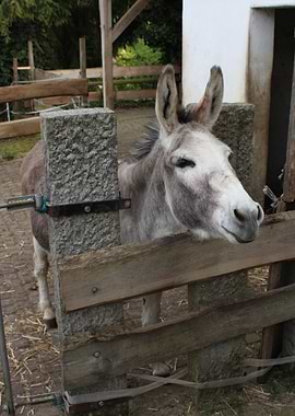 Donkey at a Fence