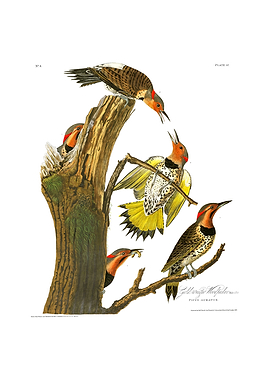 The Birds of America - Golden-winged Woodpecker
