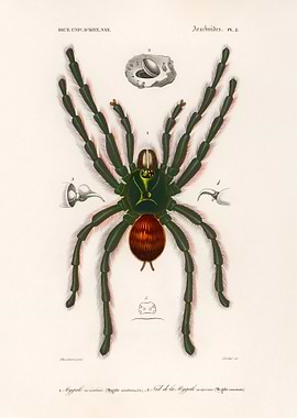 Vintage Tarantula Illustration