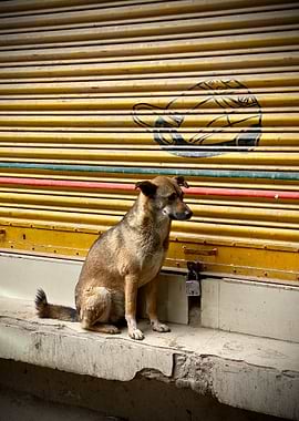 Dog Sitting by Yellow Shutter