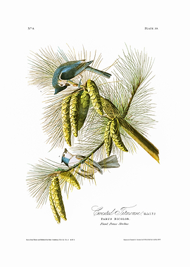 The Birds of America - Crested Titmouse