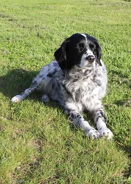 Bretone taking sunbath