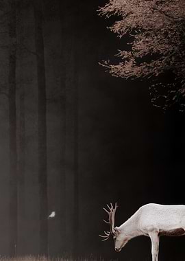 White Deer in Forest