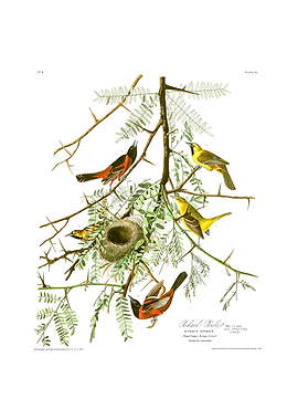 The Birds of America - Orchard Oriole