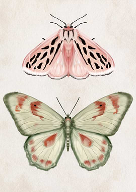 Two Butterflies Illustration