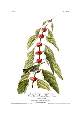 The Birds of America - Blue-Green Warbler