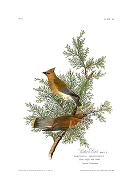 The Birds of America - Cedar Bird