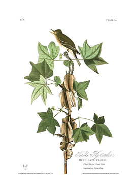 The Birds of America - Traill's Flycatcher