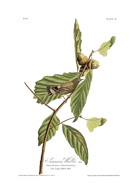 The Birds of America - Swainson's Warbler