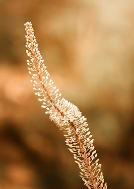 Delicate White Flower, Greek Island