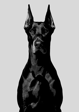 Doberman Pinscher