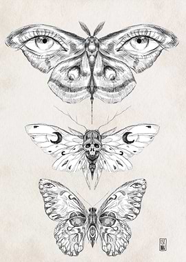 Three Moth Illustrations