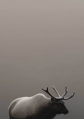 Elk in Fog