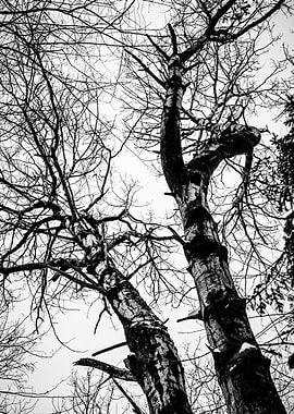 Bare Trees in Winter