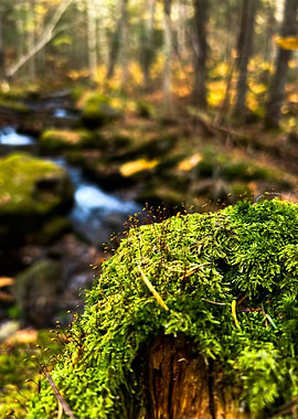 Moss Covered Log by Stream