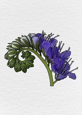 Curly Blue Caterpillar