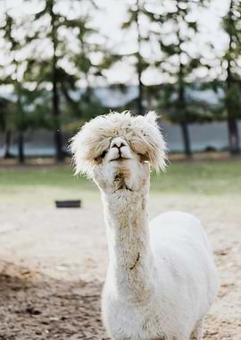 Alpaca with Fluffy Hair
