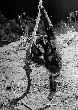 Chimpanzee Climbing Rope