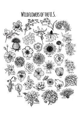Wildflowers of the U.S.