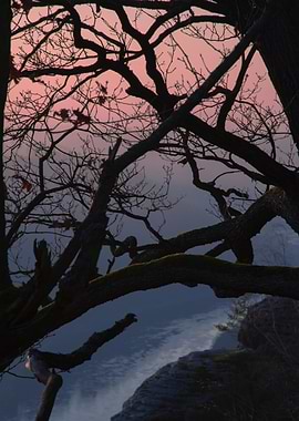Silhouetted Tree at Dusk