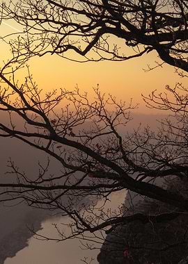 Silhouetted Tree at Sunset
