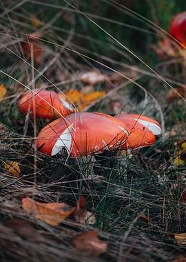 Toadstools in Grass