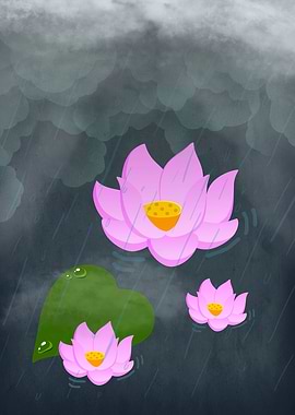Pink Lotus Flowers in Rain