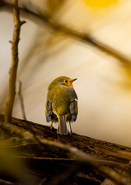Robin on Branch
