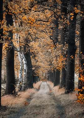 Autumn Forest Path