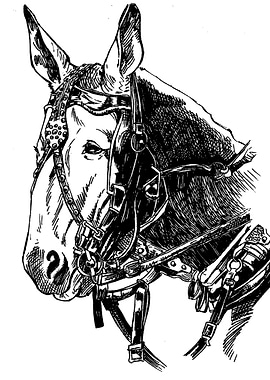 Black and White Mule Illustration