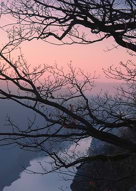 Silhouetted Tree at Sunset