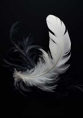 White Feather on Black