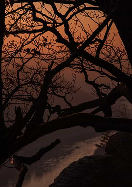 Silhouetted Tree at Sunset