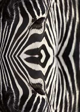 Zebra Stripes Close-Up