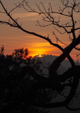 Sunset Through Branches
