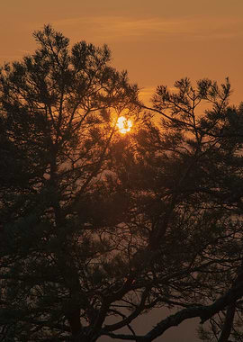 Sunset Through Branches