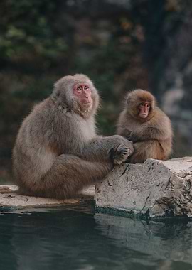 Snow Monkeys in Nagano, Japan