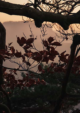 Autumn Leaves Silhouette