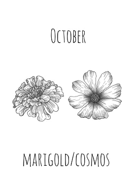 October Birth Flowers