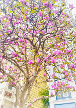 Pink Magnolia Tree in Bloom