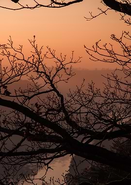 Silhouetted Tree at Sunset