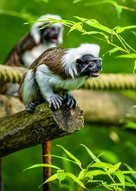 Cotton-top Tamarin on Branch