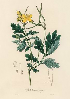 Greater Celandine Botanical Illustration