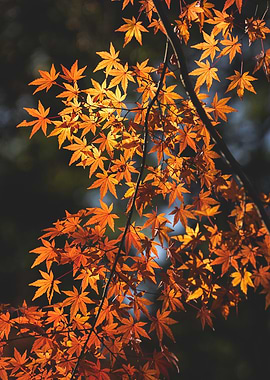 Autumn Maple Leaves